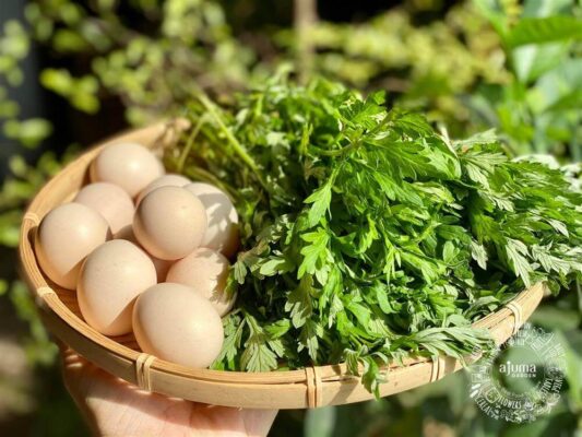 Ngải cứu tím và 1 số tác dụng