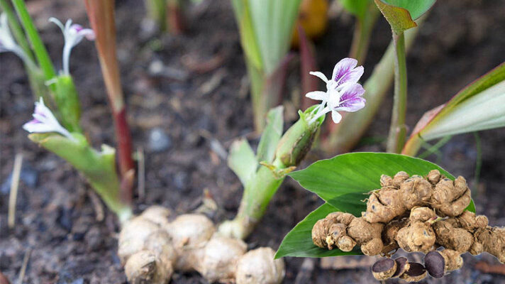 Gừng tím có tác dụng gì
