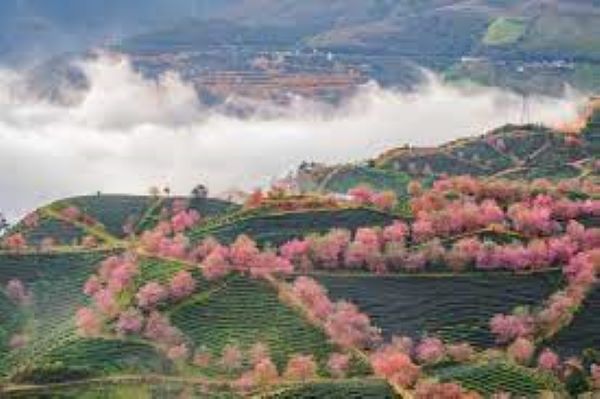 Địa điểm ngắm hoa mai anh đào