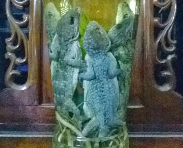 Rượu ngâm tắc kè