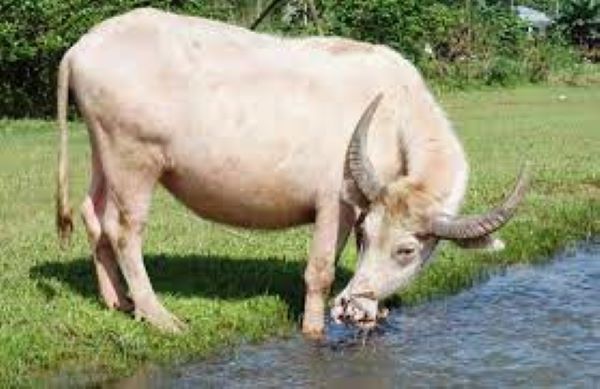 Hình ảnh trâu trắng - da trâu trắng