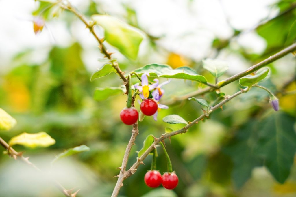Bí mật về cà gai leo tỏi đen tam thất