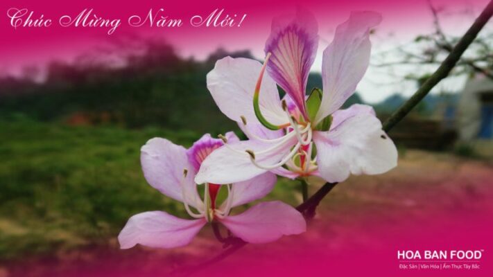 Tân Hoa Ban Food là ai