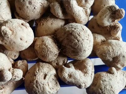 Tam thất nam ngâm rượu có tác dụng gì Tam thất nam ngâm rượu có tác dụng gì