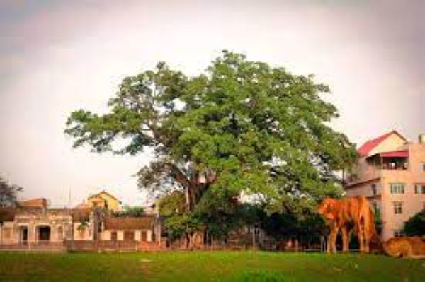 Truyền thuyết trâu trắng