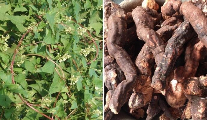 hà thủ ô ngâm rượu