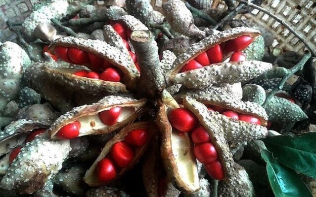 Công dụng của hạt dổi rừng Tây Bắc