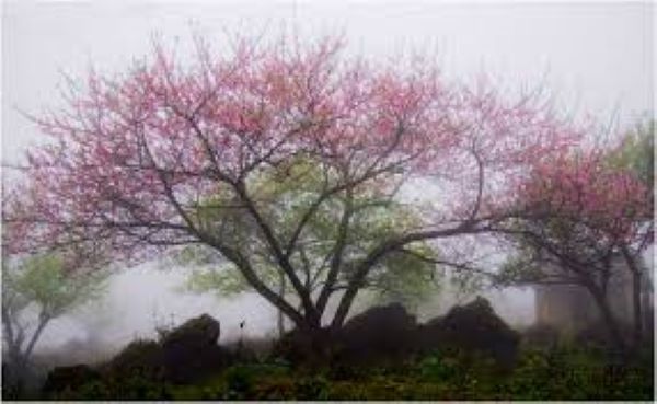 Ngắm hoa đào ở Mộc Châu