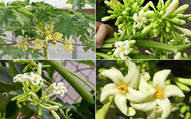 Cách thu hái hoa đu đủ đực