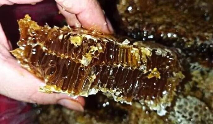 Mật ong đen Tây Bắc, quà tặng từ thiên nhiên Mật ong đen Tây Bắc, quà tặng từ thiên nhiên