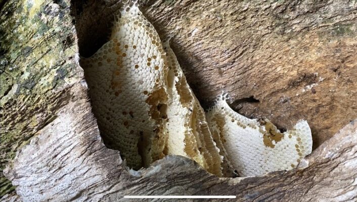 Mật ong đá và 01 số bài thuốc cực tốt cho sức khoẻ