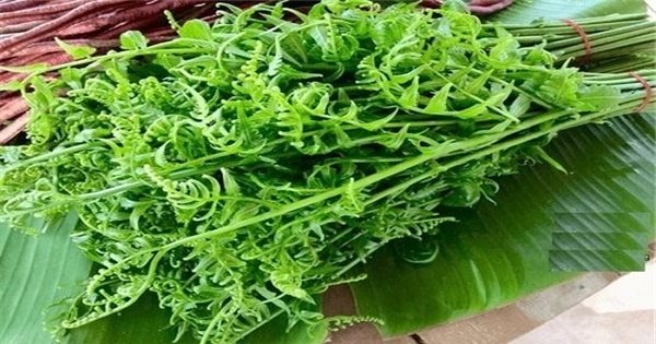 Nộm rau dớn, bạn biết làm chưa?