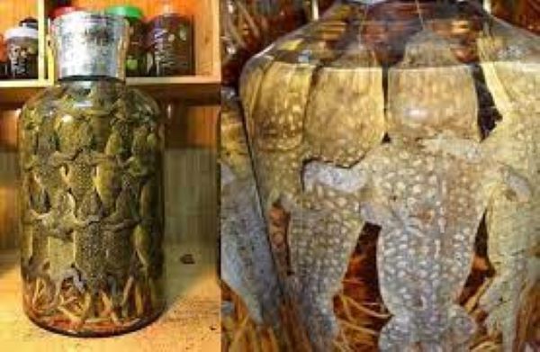 Rượu ngâm tắc kè