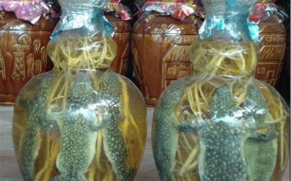 Rượu ngâm tắc kè