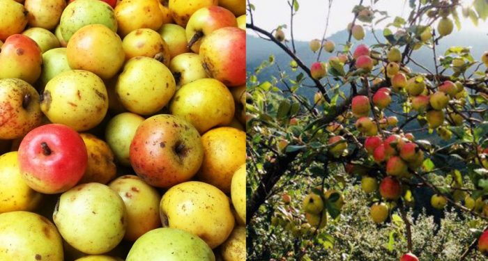 Táo mèo ngâm mật ong có tác dụng gì