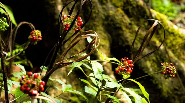 Sâm Lai Châu ngâm rượu