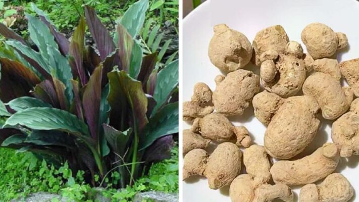 Tam thất có tác dụng gì