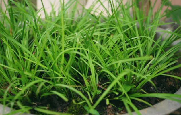 Lá thắng cố là lá gì