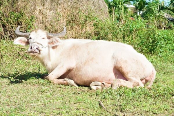 Da trâu trắng có tác dụng gì