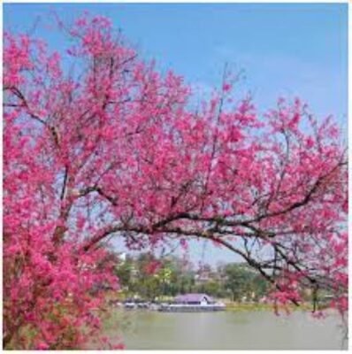 địa điểm du xuân