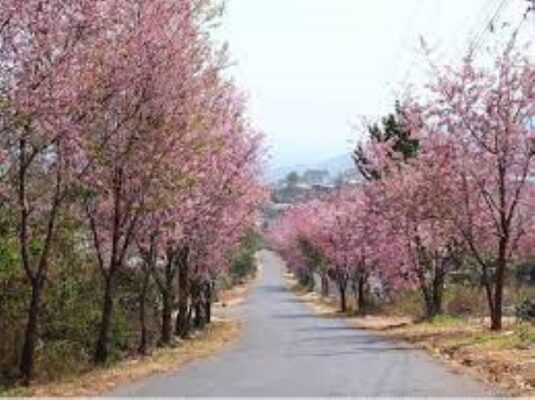 Kinh nghiệm du lịch Đà Lạt
