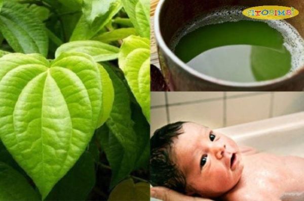 Tác dụng của lá trầu khiến bạn bất ngờ