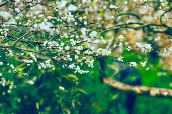 Kinh nghiệm chụp ảnh cùng hoa mận