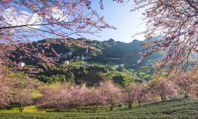 Tìm hiểu về Đào cổ Sapa