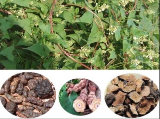 Hà thủ ô giúp mọc tóc