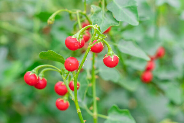 Tác dụng của cao cà gai leo