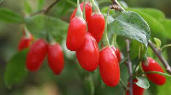 Cách bảo quản kỷ tử khô