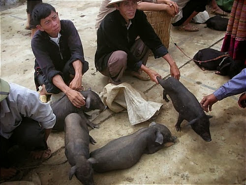 Lợn cắp nách Lai Châu Lợn cắp nách Lai Châu