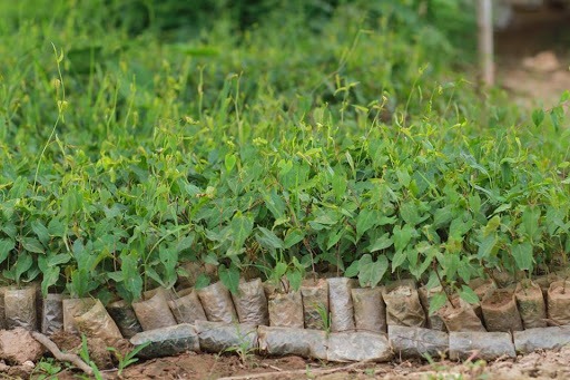 Cây hà thủ ô - Thảo dược quý cho sức khỏe Cây hà thủ ô - Thảo dược quý cho sức khỏe