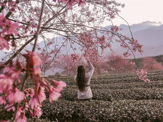 Ngắm Hoa anh đào Sapa Ngắm Hoa anh đào Sapa