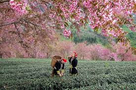 Du lịch Sapa tết 2024
