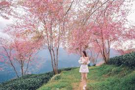 Ngắm Hoa anh đào Sapa Ngắm Hoa anh đào Sapa