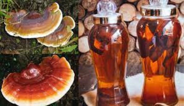 Rượu ngâm rốt cho sức khỏe
