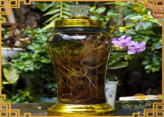 Tam thất tươi ngâm rượu - với công dụng bất ngờ