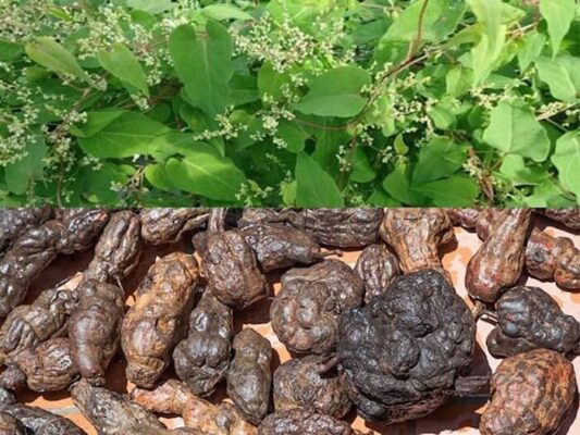 Uống hà thủ ô bị nổi mụn không