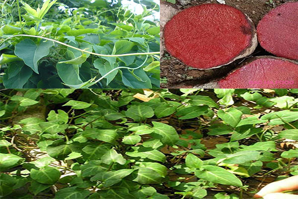 Hà thủ ô - 01 loại thảo dược quý