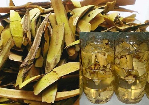 Cây mật gấu ngâm rượu