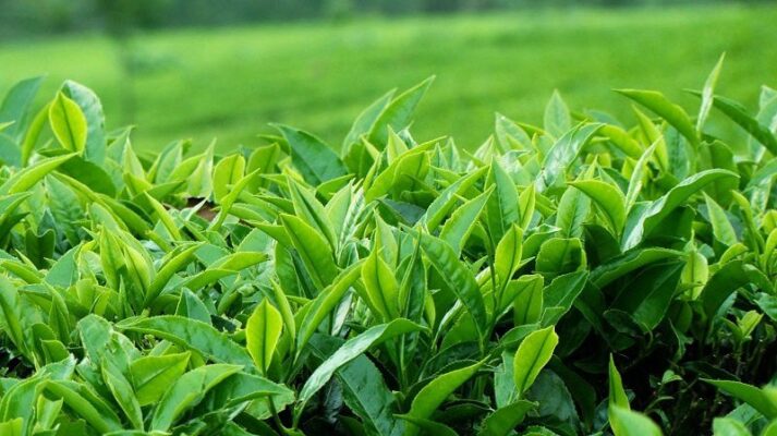 Đặc sản Tây Bắc: Sự lựa chọn cho năm mới hoàn hảo
