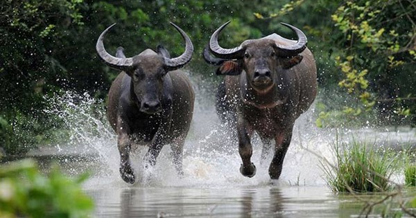 Da trâu có công dụng gì