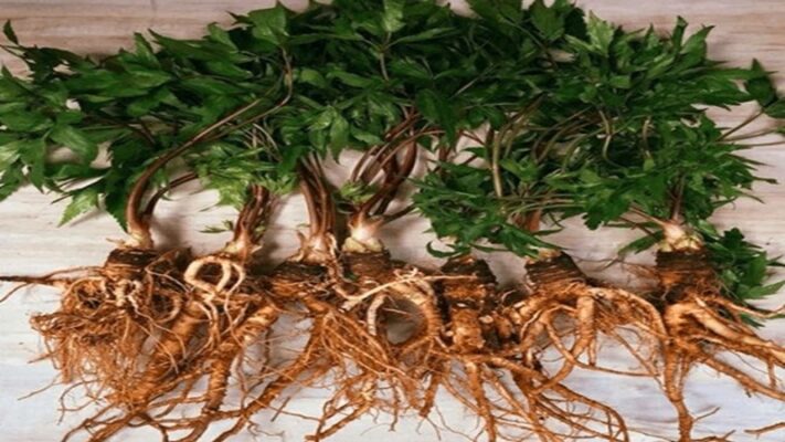 Sâm đương quy Lai Châu - Thần dược của vùng cao