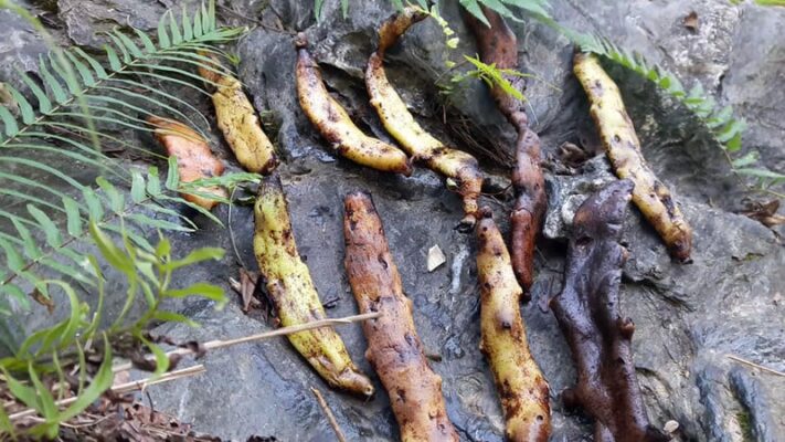 Tác dụng tắc kè đá