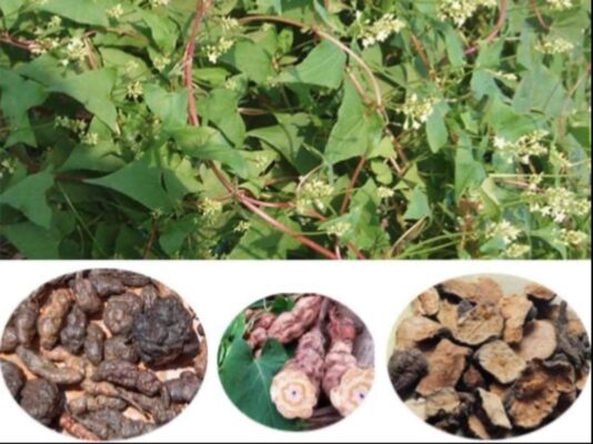 Cách làm hà thủ ô