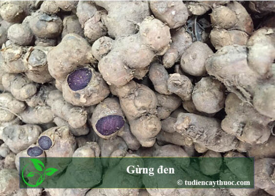 mua gừng đen ở đâu