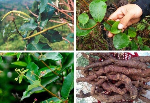 Cây hà thủ ô chữa bệnh gì