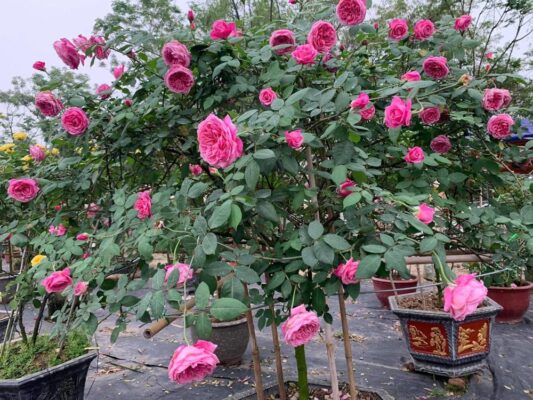 Địa điểm chek in với hoa hồng ở Sapa