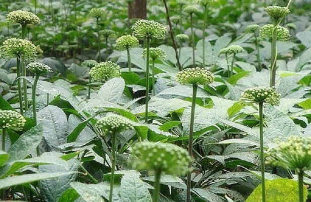 Công dụng của rượu tam thất là gì